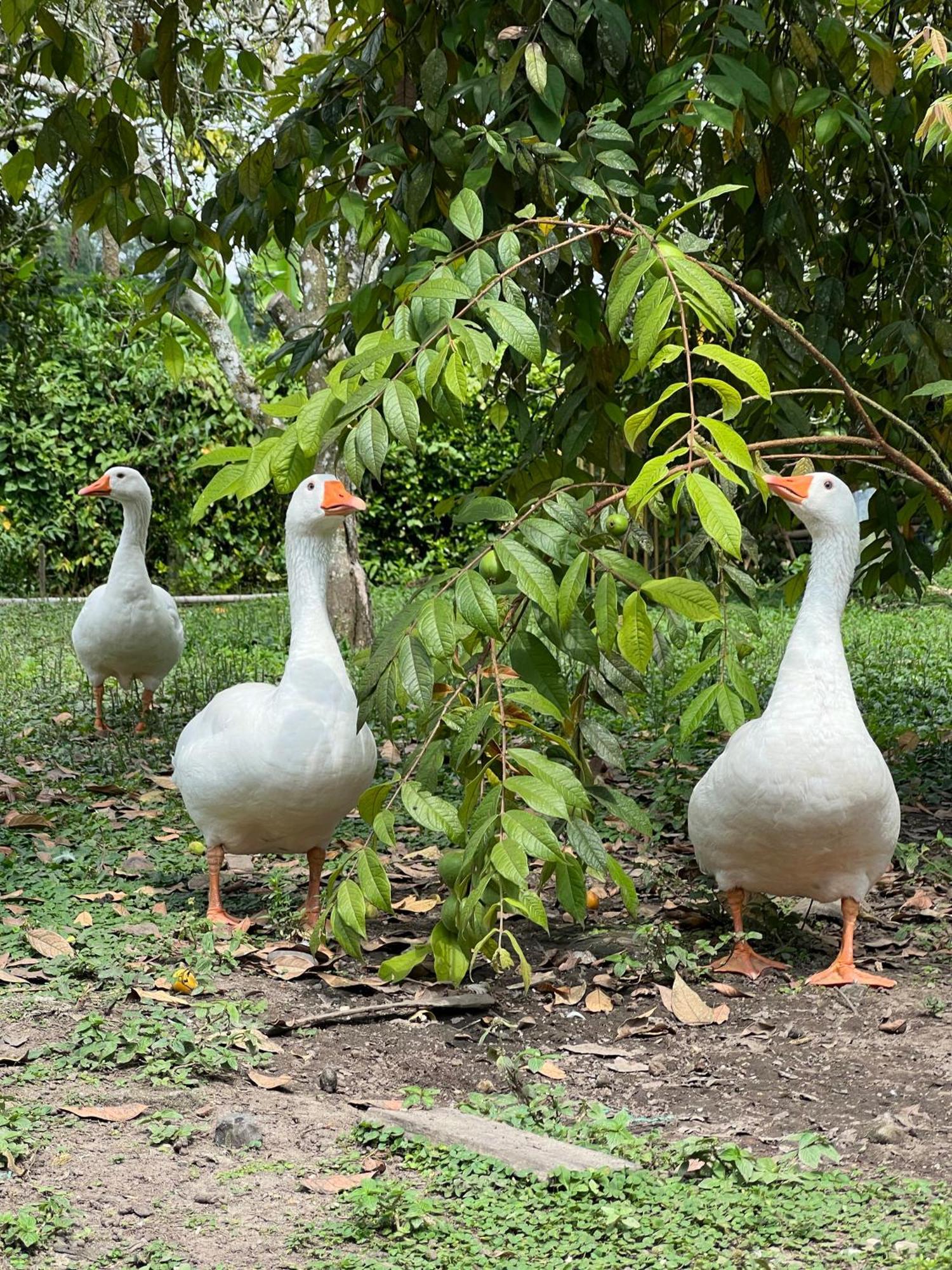 ホテル Casa Lemar キンバヤ エクステリア 写真